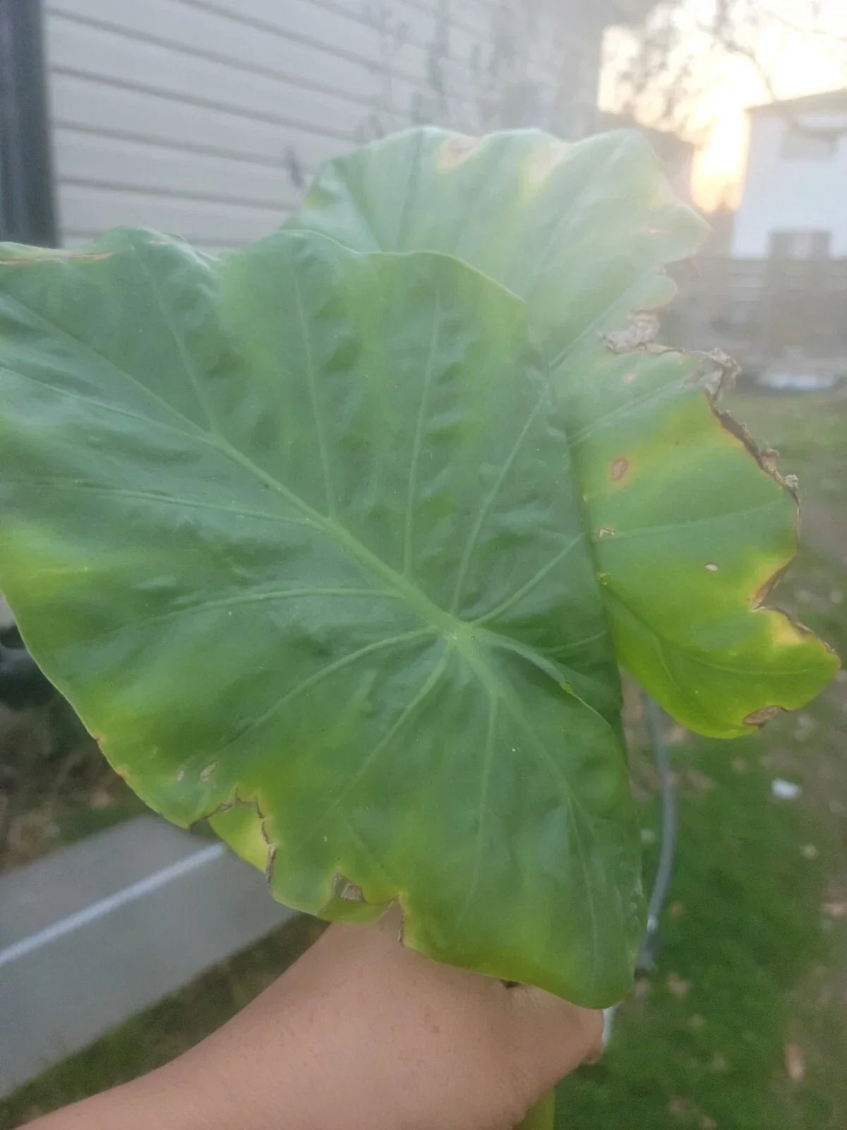 Borneo Giant Elephant Ear Taro Plant - Alocasia Macrorrhiza, Well-Rooted Tropical Foliage, Large Heart-Shaped Leaves