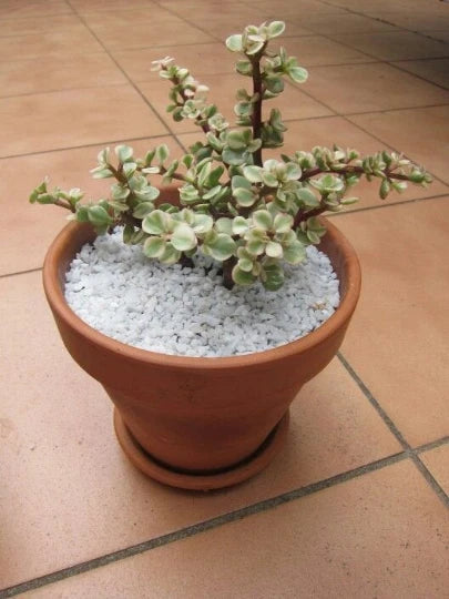 Succulent Plant Cuttings - Variegated Afra Elephant Bush - Portulacaria afra - Indoor/Outdoor Propagation Set of 6