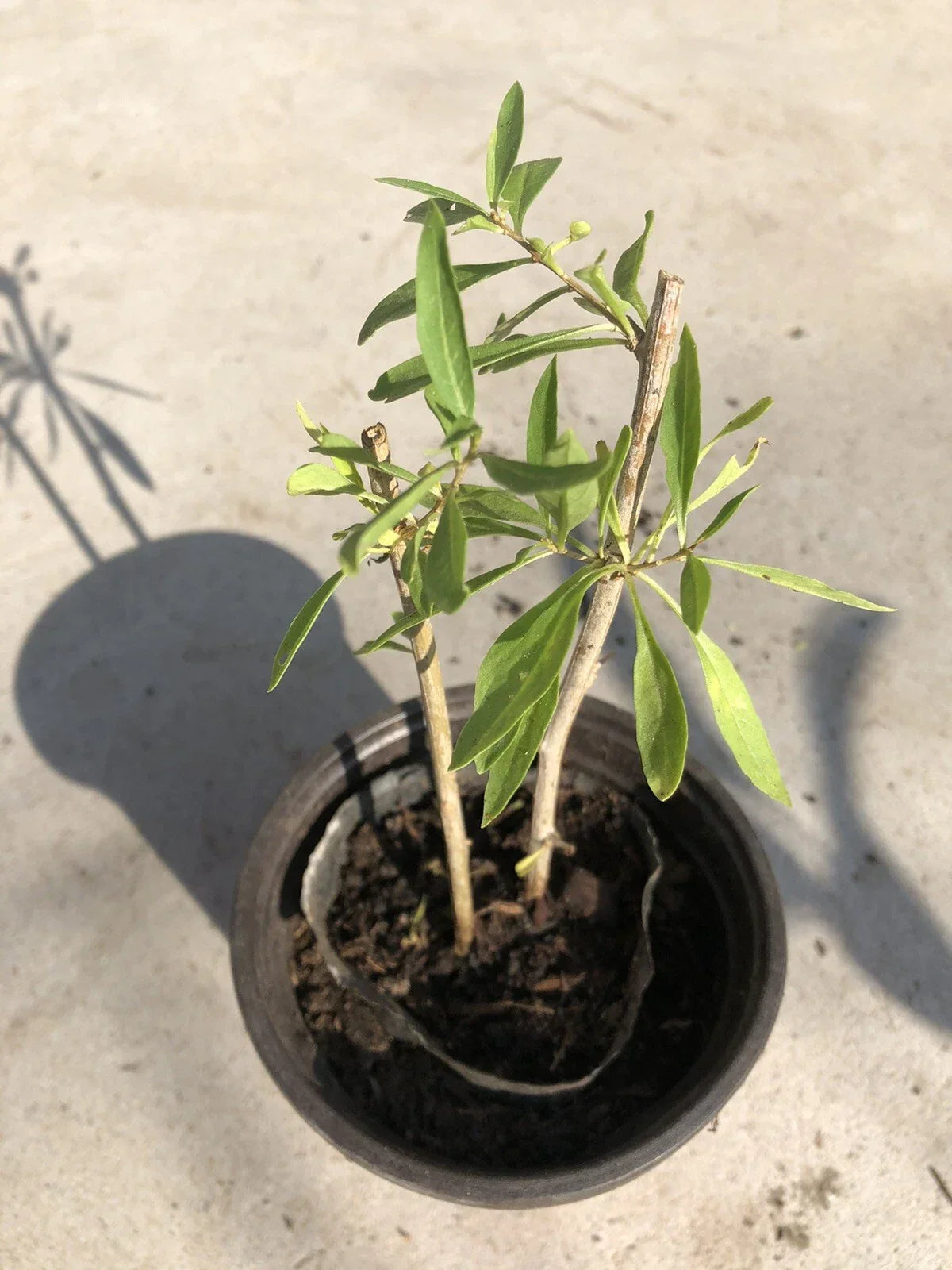 Goji Berry Plant Cuttings in Pot – Live Lycium barbarum Perennial Shrub for Home Gardens and Containers