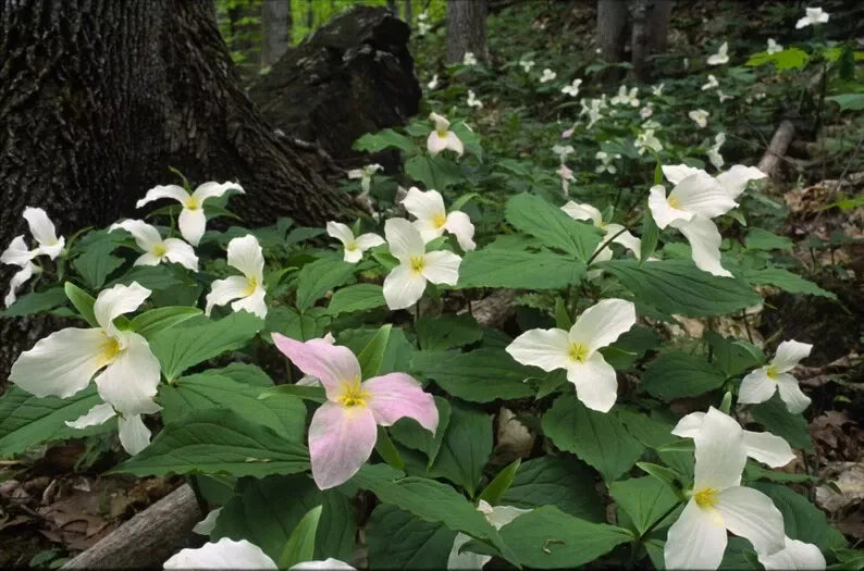 White Trillium Bulbs 5-Pack | Trillium grandiflorum Bare Root Wildflower 2025