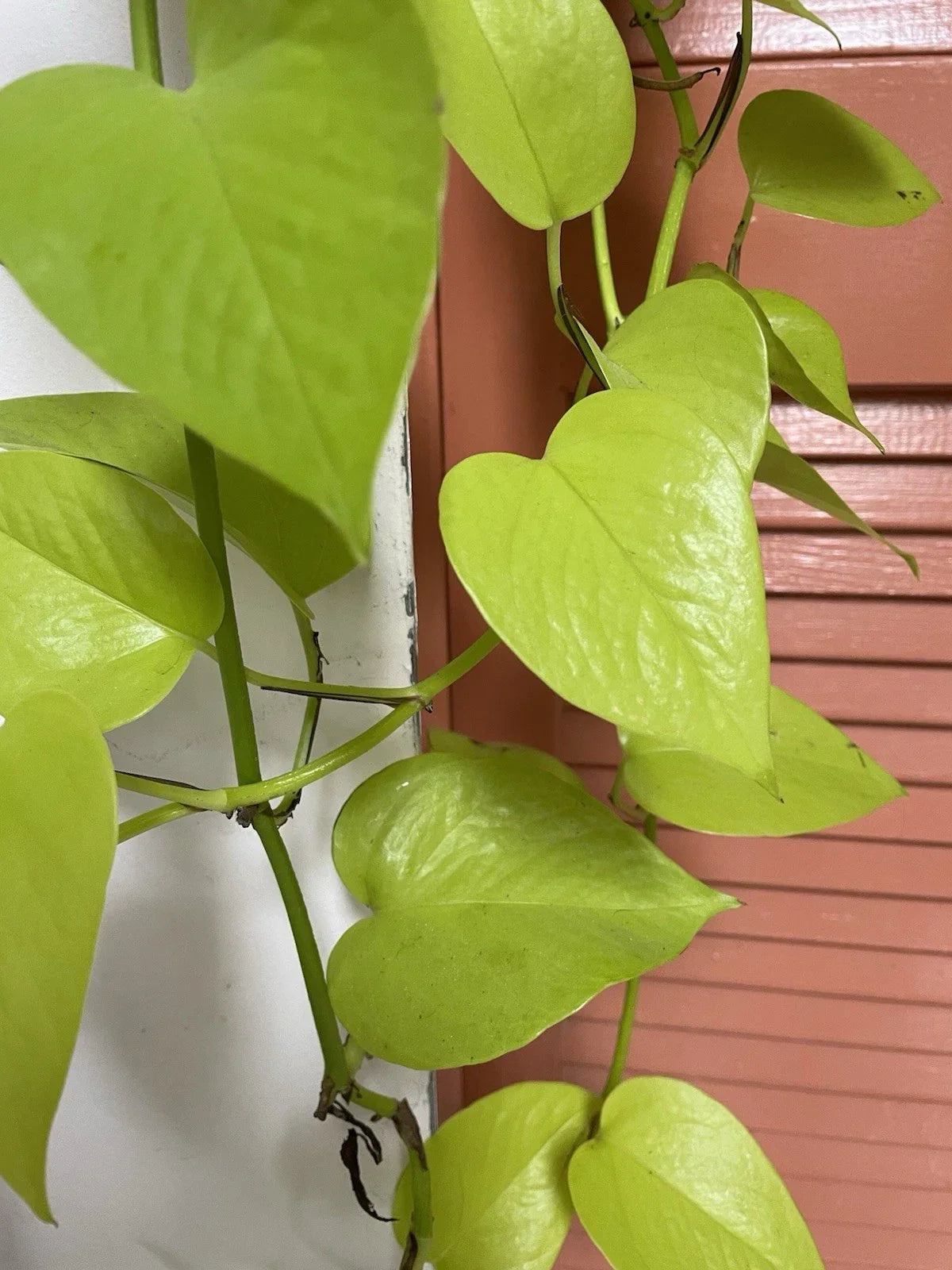 Neon Pothos Cuttings - Lemon Lime Variety, Epipremnum aureum, Houseplant Propagation, Indoor Trailing Plant, 4 Fresh Cuttings