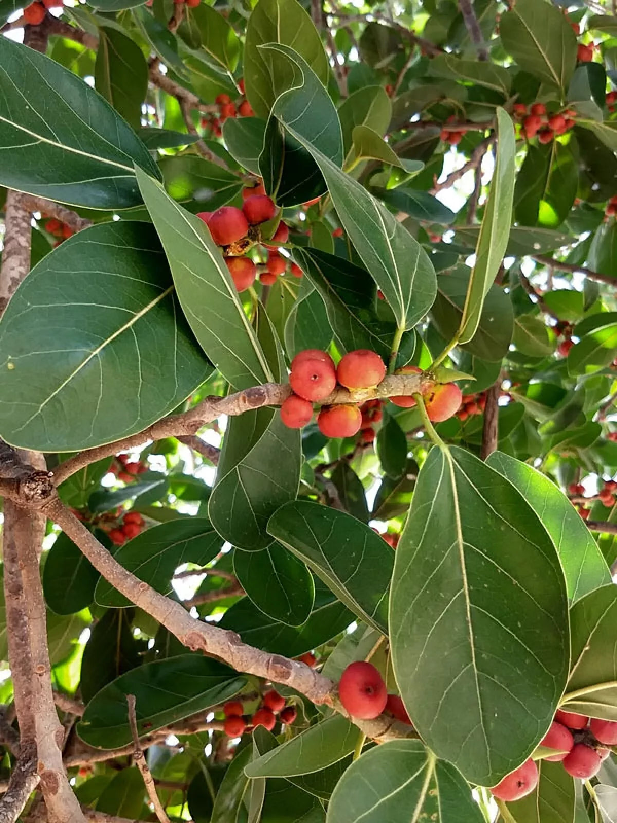 Banyan Fig Seeds - 50+ Premium Ficus benghalensis Seeds for Indoor & Outdoor Gardening, Bonsai, Deciduous Tree