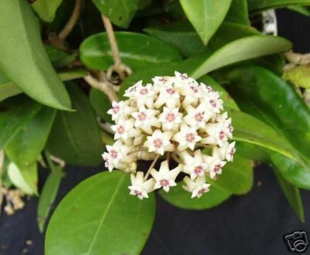 Rare Hoya limoniaca Rooted Plant in 2.5" Pot - Indoor Vining Plant