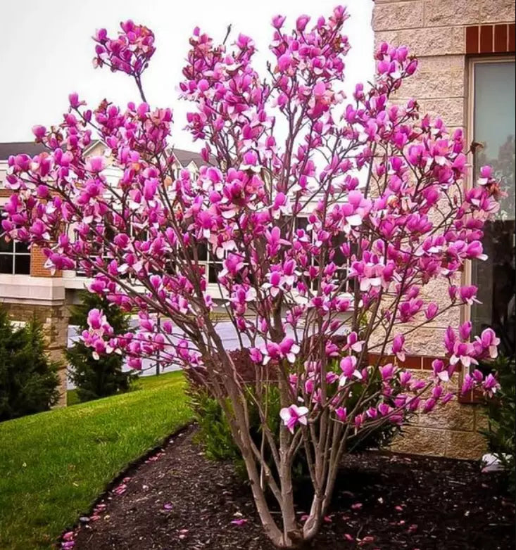 Ann Magnolia Tree/Shrub 6-12" Tall Live Plant with Deep Purple-Red Blooms