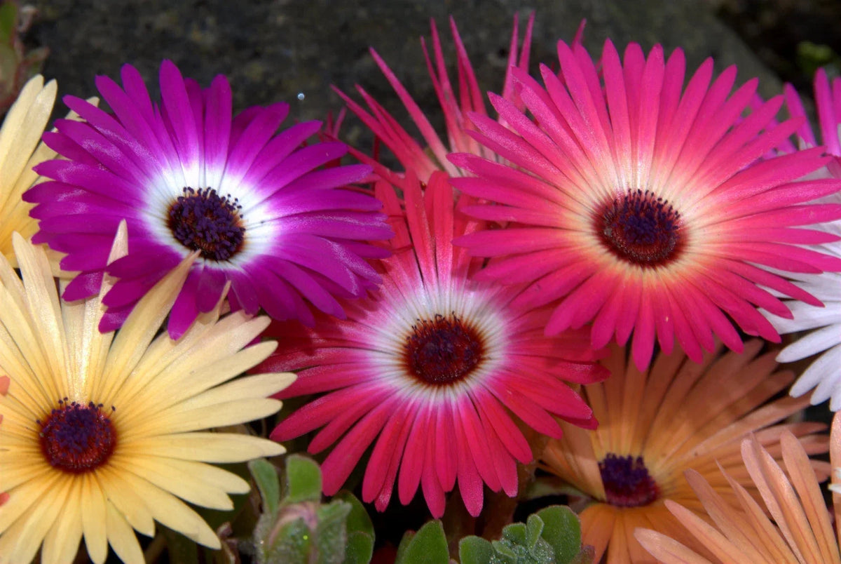 Ice Plant Seeds 1430 Count Mesembryanthemum Crystallinum Livingstone Daisy Bulk Pack with Free Shipping