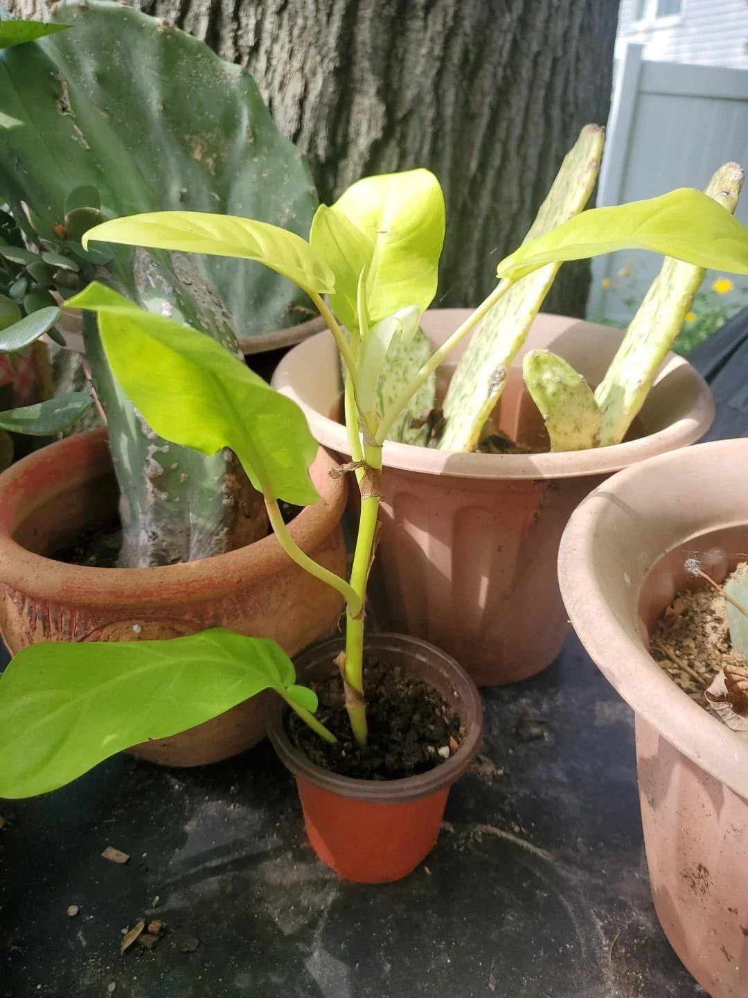 Live 10" Philodendron Thai Golden Goddess Rare Tropical Houseplant - Indoor Decor, Easy Care, Bright Foliage