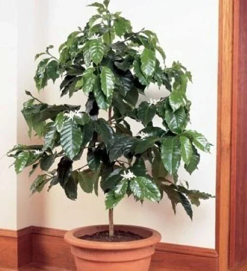 Rooted Arabica Coffee Plant Starter - Coffea arabica - Indoor/Outdoor Perennial Garden Plant