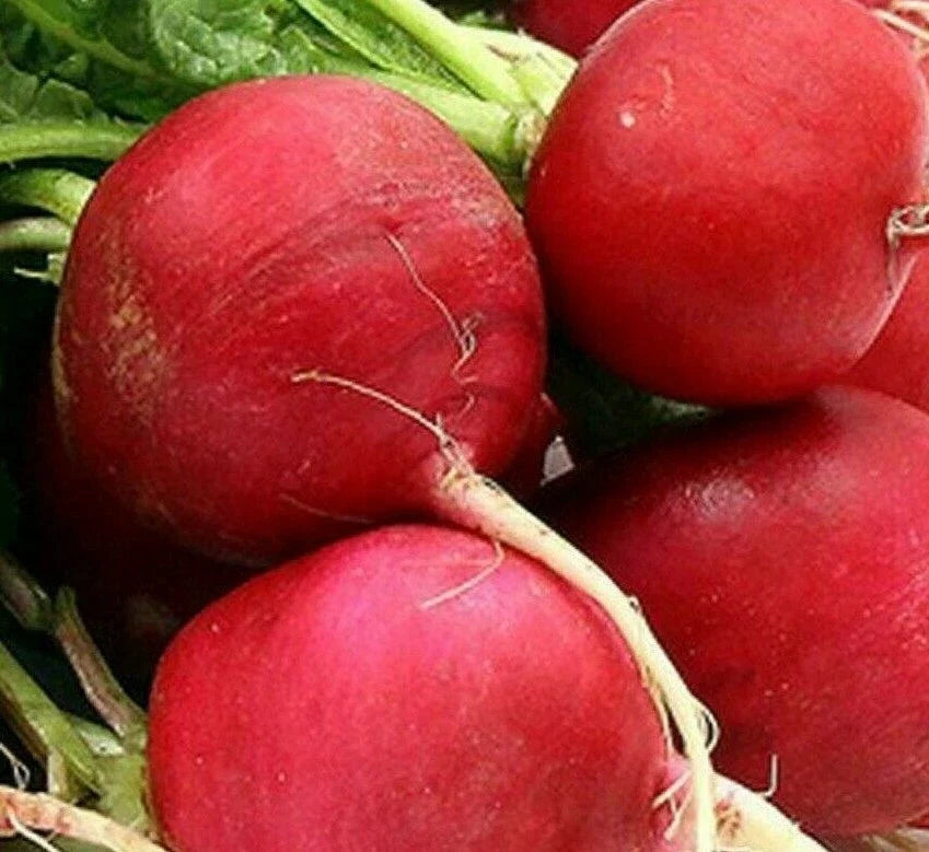 German Giant Radish Seeds - 200+ Vegetable Seeds for Garden, Raphanus sativus, Fast-Growing, Bright Red, Cool Weather