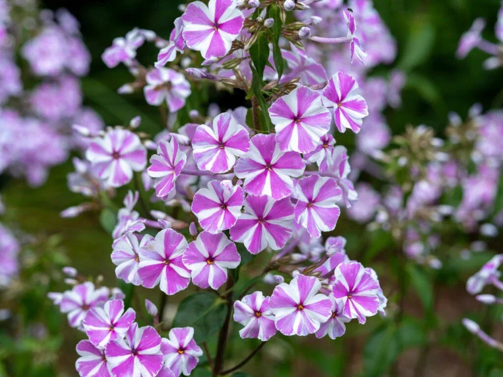 Natascha Phlox Seeds - 100+ Pack - Phlox paniculata - USA Grown