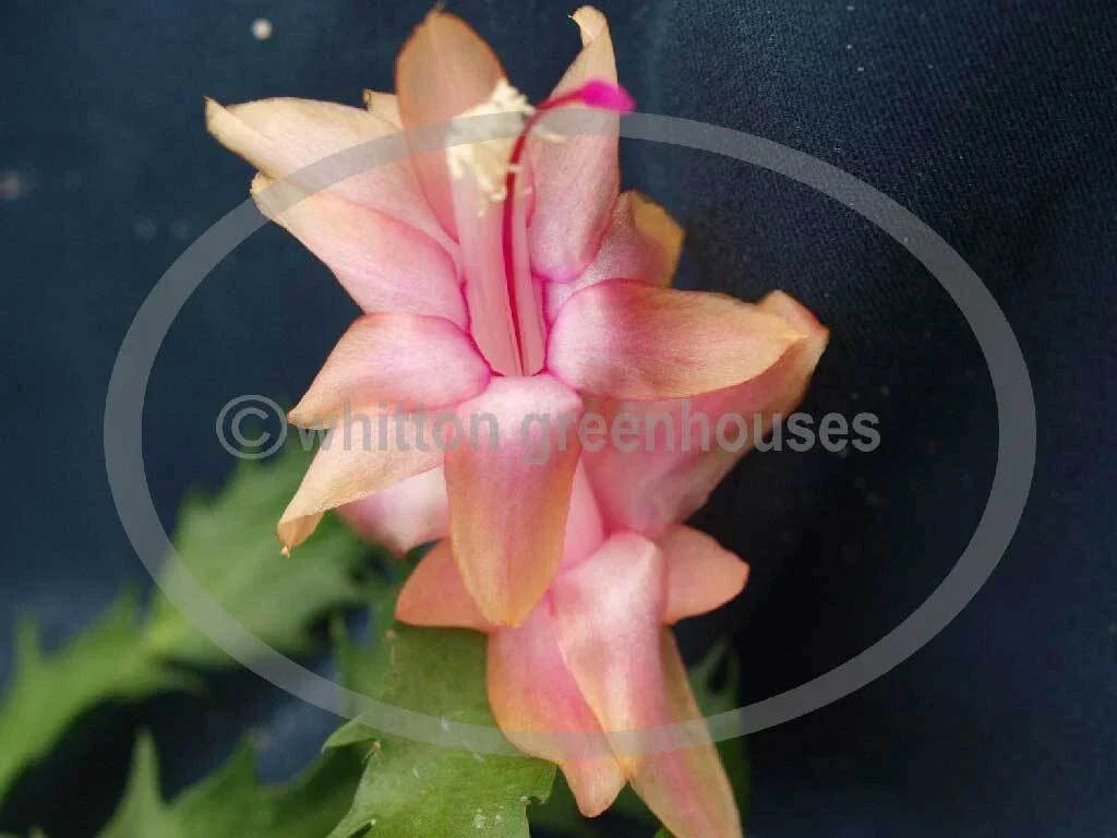 Thanksgiving Cactus Cuttings - 3 Unrooted Gold Charm Schlumbergera for Propagation
