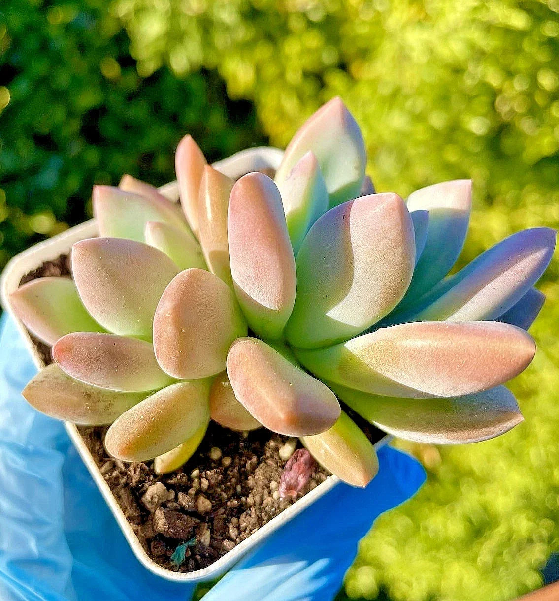 Rare Graptoveria Opalina Succulent Plant - 2.5-Inch Fully Rooted Live Plant - Low-Maintenance, Rosette, Pastel Colors