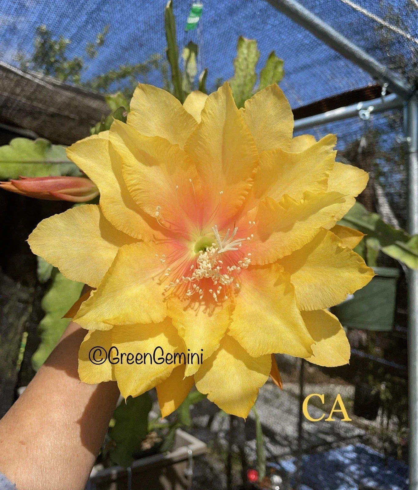 Epiphyllum Orchid Cactus Succulent Plant - 4-Inch Pot, Clarity's Abraxas Variety, Indoor Houseplant, Epiphyllum spp.