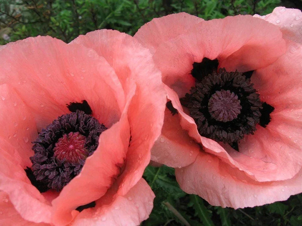 Oriental Princess Victoria Louise Poppy Seeds - 200+ Papaver orientale Seeds for Garden