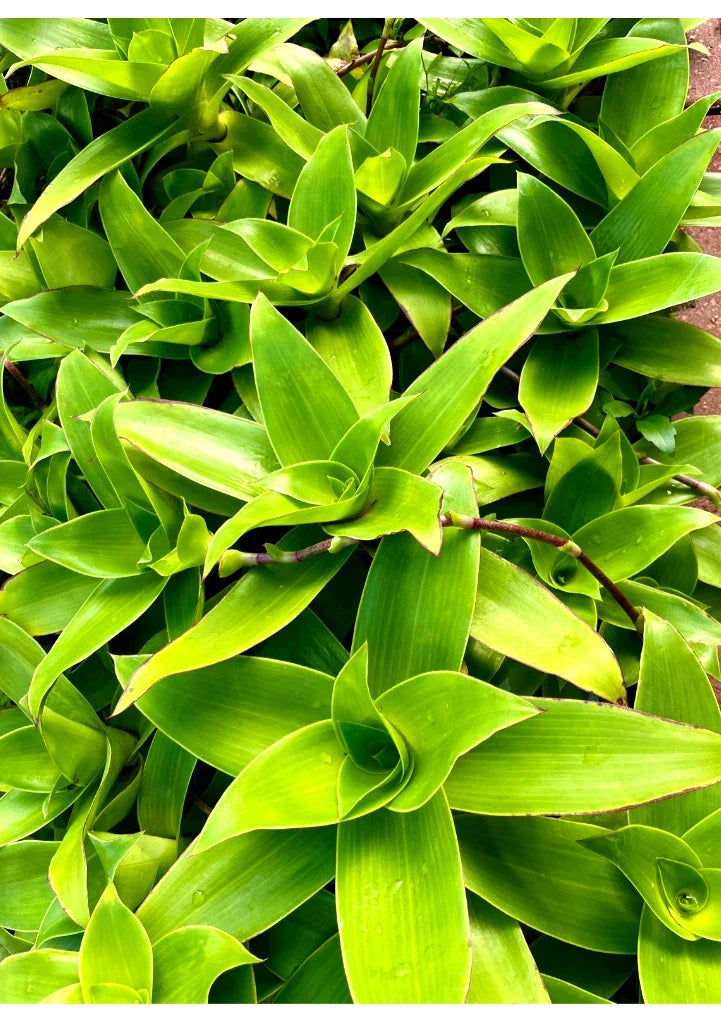 Two Basket Plant Cutting 10" Callisia fragrans Indoor Houseplant, Trailing, Low Light, Easy Care, Air Purifying