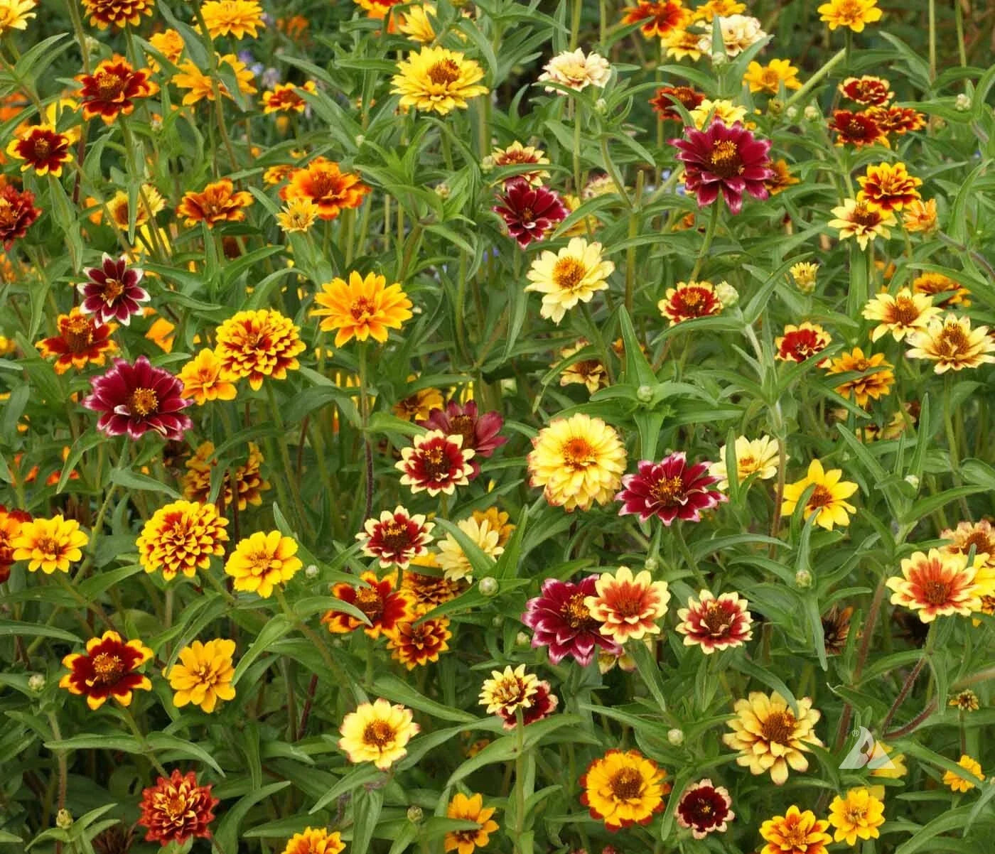 Zinnia Seeds Mix - Persian Carpet Bi-Colored Blooms, Garden Flowers, Zinnia elegans, Butterfly Attracting, Easy to Grow