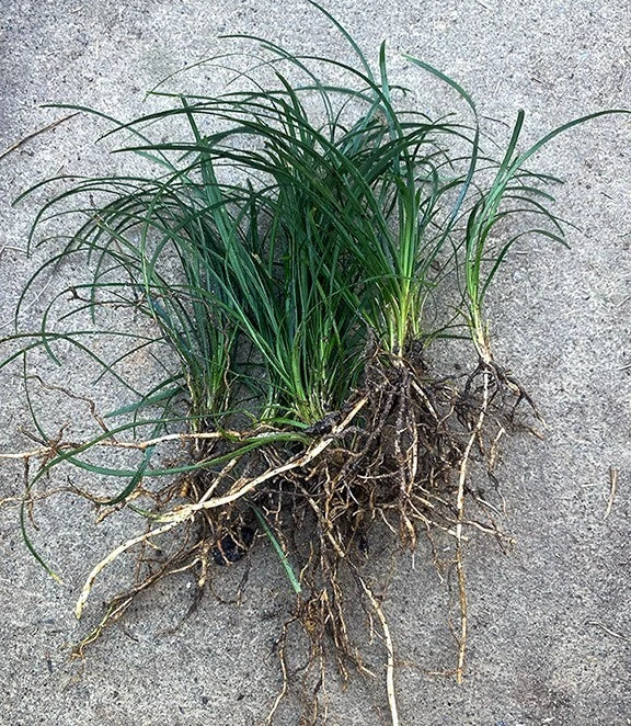 Mondo Grass Bare Root Plants – Evergreen Perennial Ground Cover, Ophiopogon japonicus, Lawn Alternative, Shade Tolerant