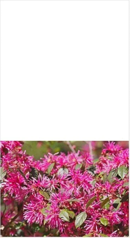 Loropetalum Plum Delight Shrub 3" Live Plant, Purple Foliage, Pink Flowers, Drought-Tolerant, Low Maintenance, Garden, Container
