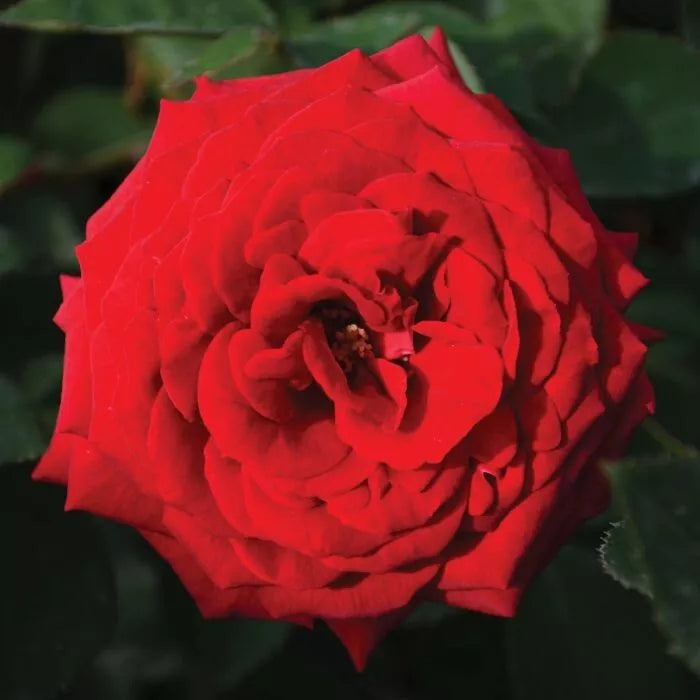 Kashmir Rose Cuttings - 4 Live Everbloom Shrub Bush - Velvety Fragrant Flowers - Rosa 'Kashmir'