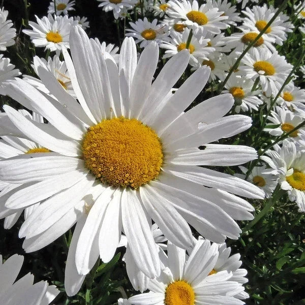 Alaska Shasta Daisy Seeds – Organic Perennial, Leucanthemum × superbum, 200 Seeds, Full Sun, Easy to Grow, Free Shipping