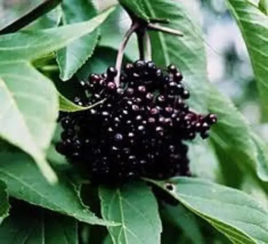 Black Elderberry Cuttings 5+ Organic Sambucus nigra Medicinal Plant for Home Garden