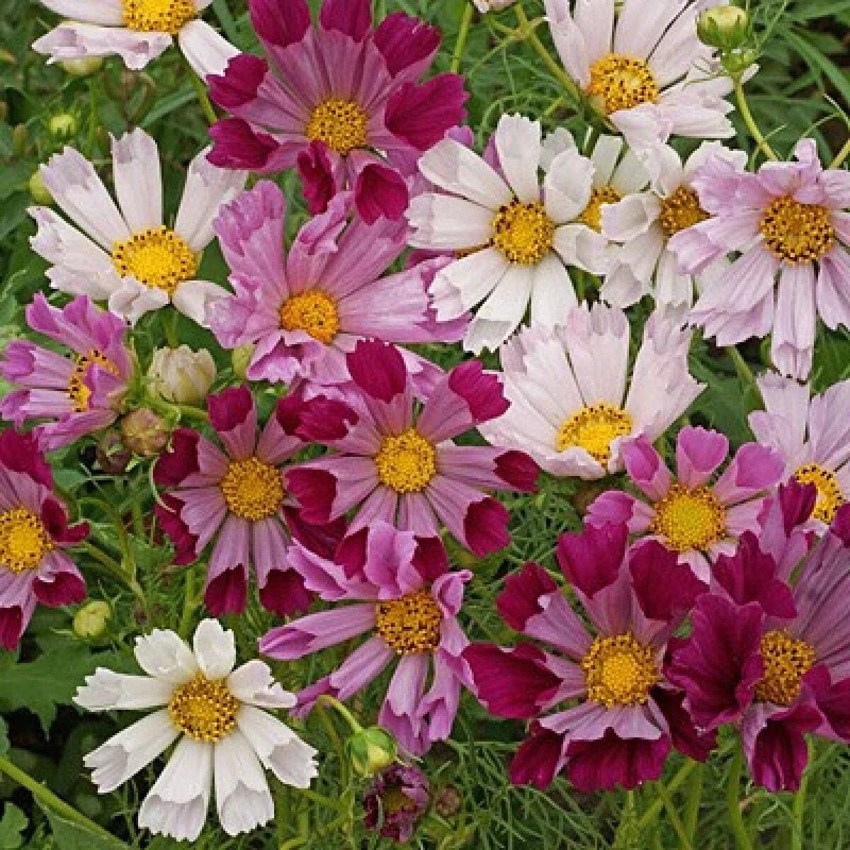 Cosmos Sea Shells Mix Seeds 100 Pack - Vibrant Colors, Cut Flowers, Cosmos bipinnatus, Annual Flower Seeds