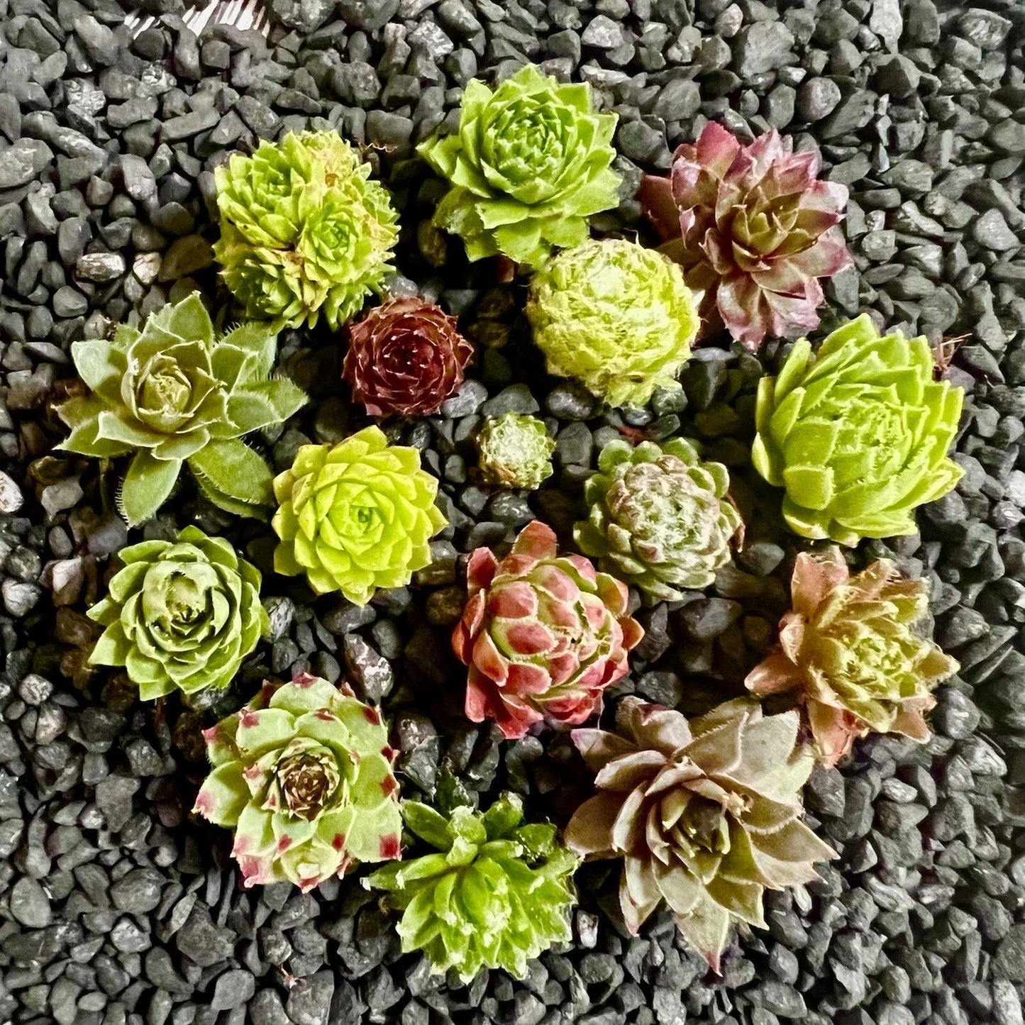 Baby Sempervivum Plants - 10 Varieties of Hens & Chicks Succulents - Sempervivum spp. Live Plants, 1 Inch
