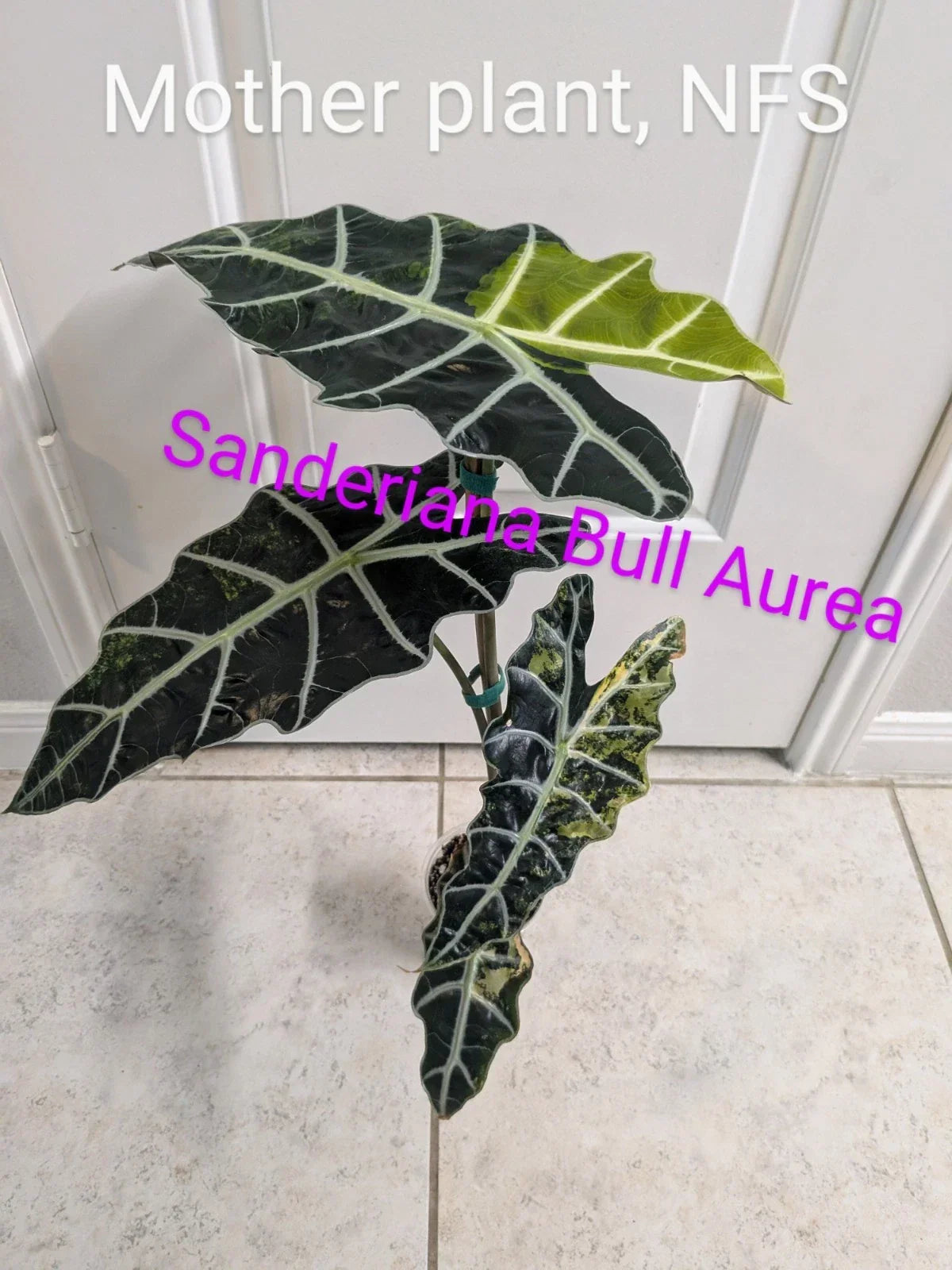 Rare Variegated Alocasia Sanderiana Bull Aurea Corm - Exotic Indoor Houseplant for Collectors