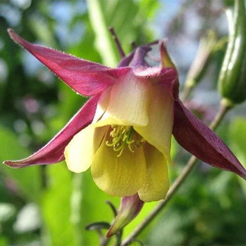 Oriental Columbine Seeds | Non-GMO Aquilegia vulgaris var. stellata | 50-1,000 Pack | Vibrant Flower Colors | Free Shipping
