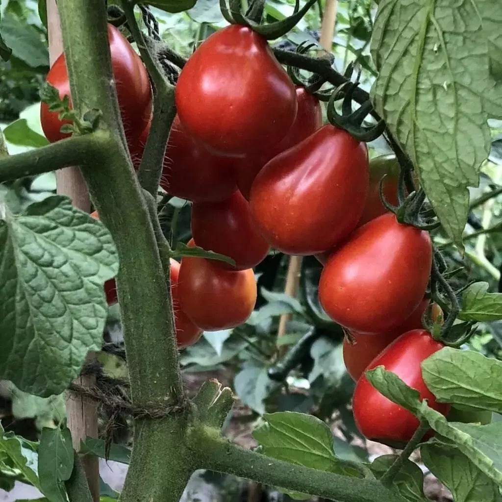 Napoli Tomato Seeds - Organic Heirloom NON-GMO, Solanum lycopersicum, Juicy, Full Sun, Seed Packet