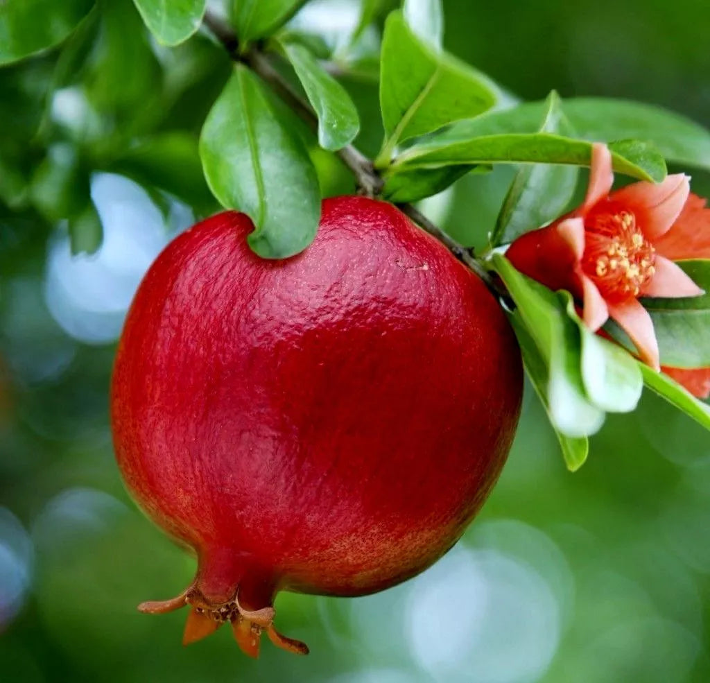 Live Pomegranate Fruit Tree Seedling - Wonderful Variety Punica Granatum, 1 ft. Edible Fruit Plant for Garden or Patio