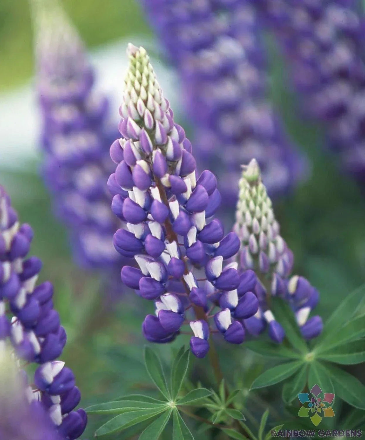 Jupiter Lupine Seeds - 25+ Pack | Lupinus polyphyllus | USA Grown
