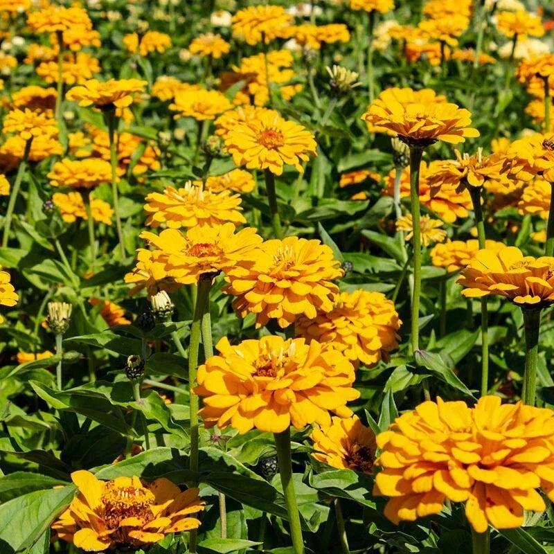 Golden State Zinnia Seeds - 100+ Pack - Zinnia elegans - USA Grown