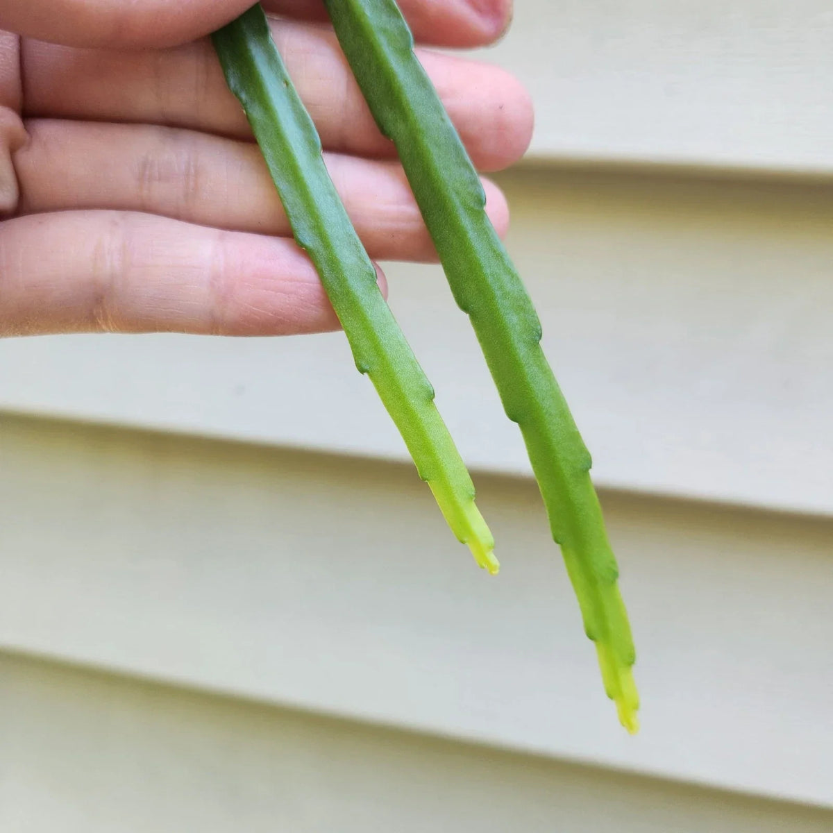 Lepismium bolivianum Cuttings – 2 Fresh 6-Inch Trailing Cactus for Indoor Garden, Houseplant, Exotic Cactus, Easy Care
