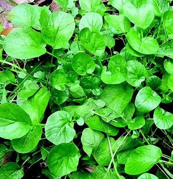 Upland Cress Microgreen Seeds 500+ Non-GMO Barbarea verna for Indoor & Outdoor Gardening