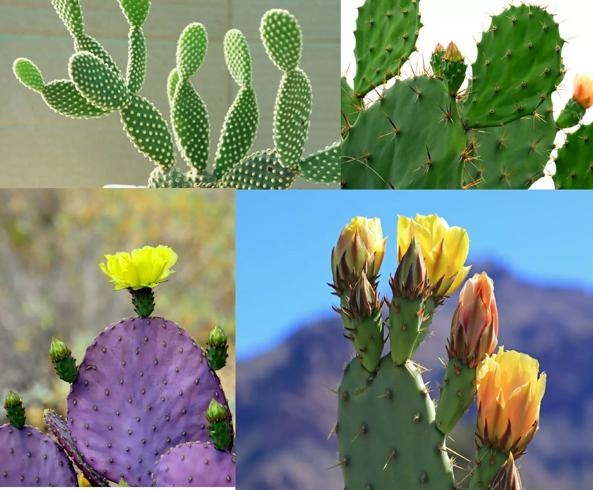 Prickly Pear Cactus Seeds - 50+ Mix - Opuntia spp. from Iowa, USA