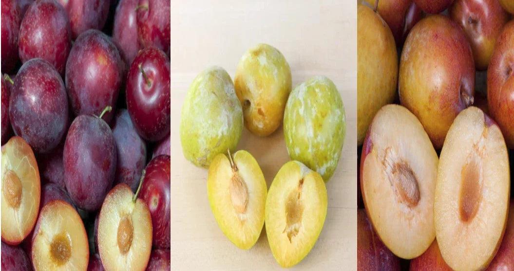 Emerald-Grenade Sweet Pluot Grafting Scions – 15 Pack, Pluerry Variety, Fruit Tree Scions for Grafting, Juicy & Flavorful