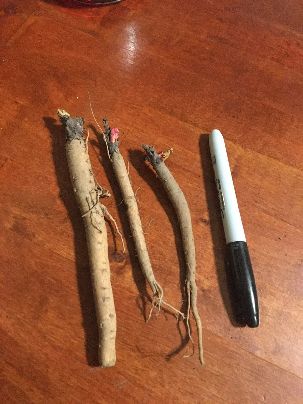 Victoria Rhubarb Plant Crown - 3 Year Old Perennial Edible Rheum rhabarbarum Bare Root for USDA Zones 3-8
