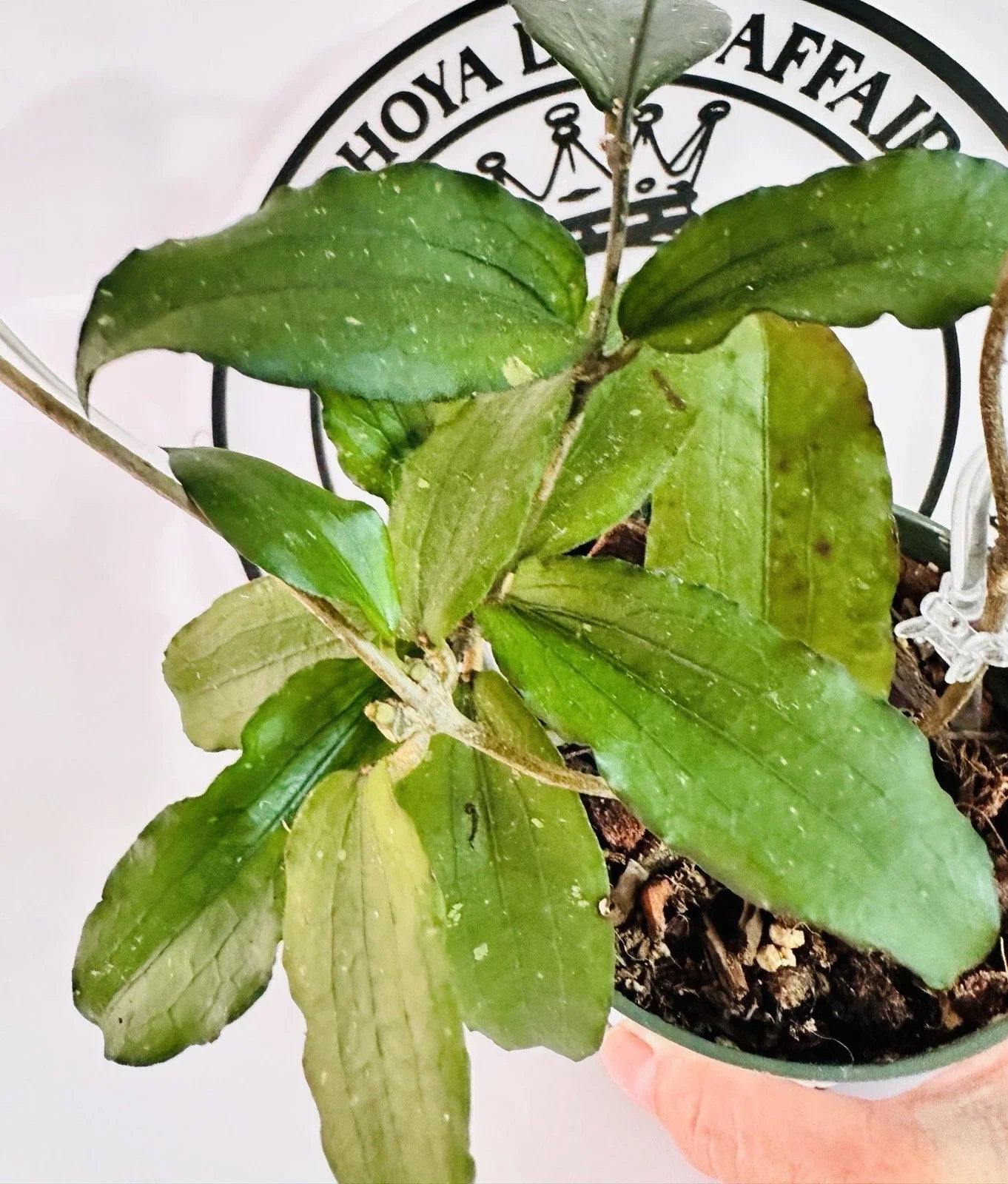 Hoya Erythrina Live Plant - Round Leaves, Indoor Houseplant, Low Maintenance, Air-Purifying, 4-Inch Nursery Pot