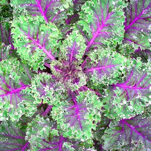 Red Russian Kale Seeds - Heirloom Non-GMO Organic Vegetable Seeds Brassica napus