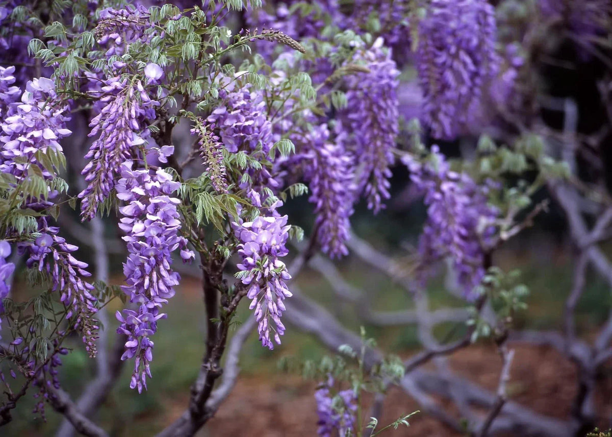 20 Purple Wisteria Seeds - Wisteria sinensis Flowering Vine for Garden