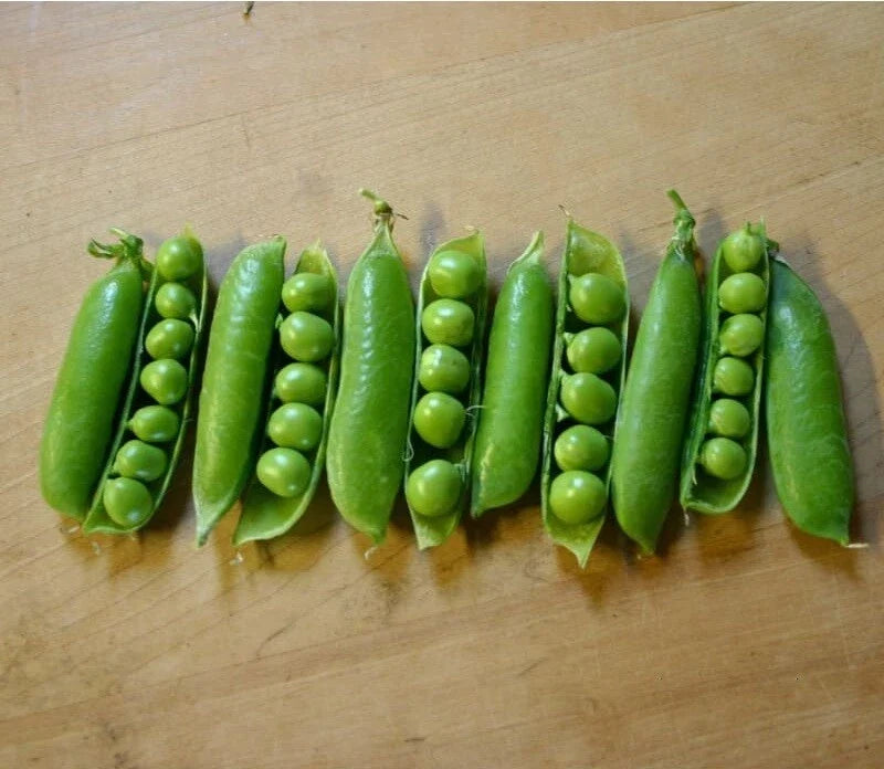 Early Frosty Peas Seeds - Cold Hardy Garden Peas Pisum sativum - 10 Seeds for Spring Planting, Compact Bushy Growth