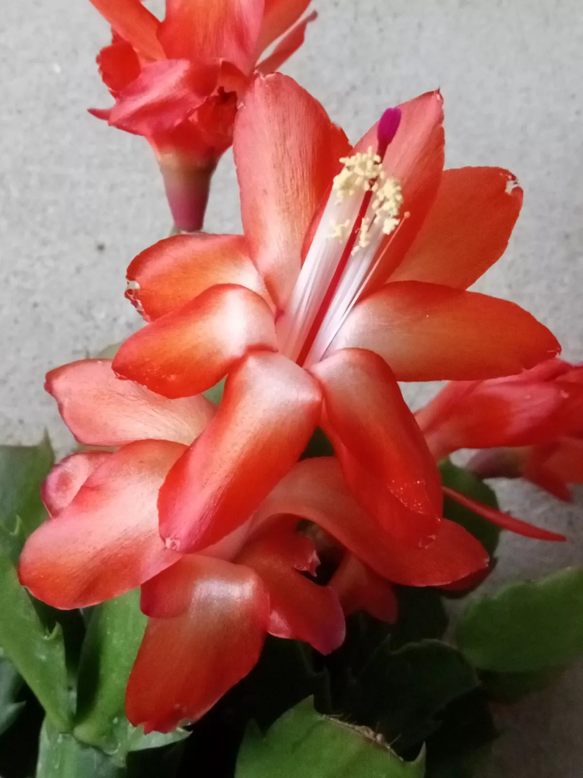 Thanksgiving Cactus 5 Pack Orange Schlumbergera Zygocactus Leaf Cuttings Ready to Grow