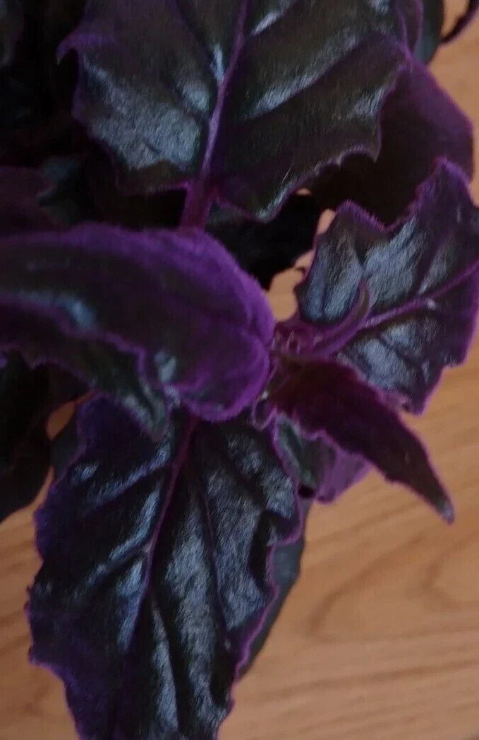 Small Live Purple Passion Plant - Gynura Aurantiaca - Velvet Foliage Indoor Houseplant - Exotic Tropical Gift