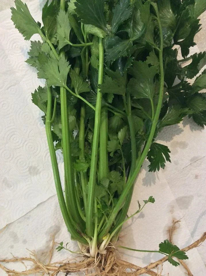 6 Bare-Root Celery Plants | Heirloom Apium graveolens | Fresh, Crisp Stalks for Garden, Container, or Raised Bed