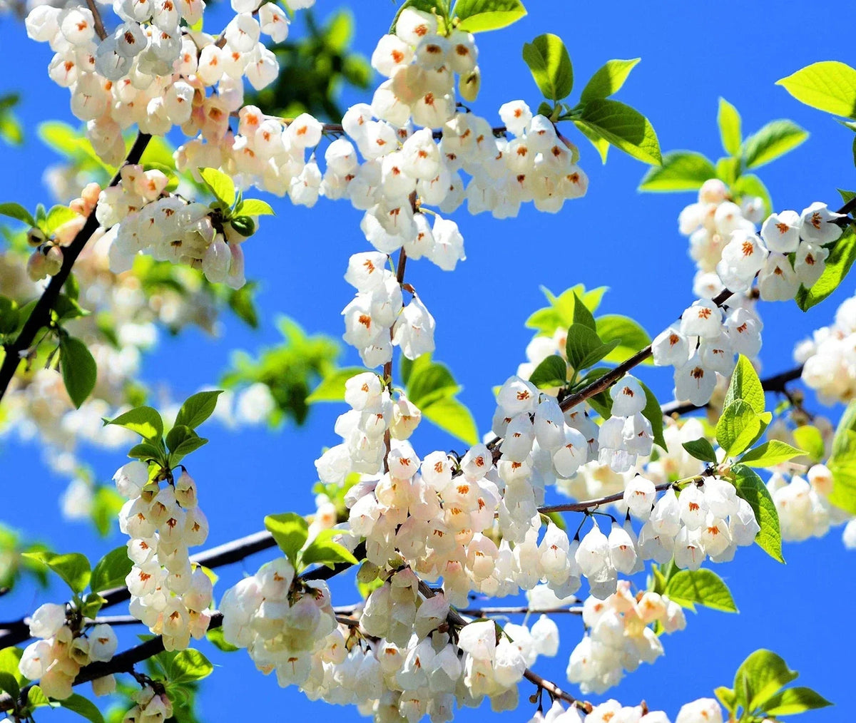 Carolina Silverbell Tree Seeds - 6 Large Halesia carolina Seeds for Planting