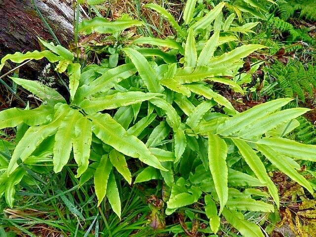 Ribbon Fern Seeds 1000 Count | Hardy to 10°F | Pteris cretica