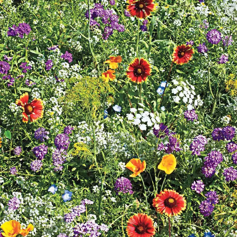 Beneficial Bug Wildflower Seed Mixture - Native Pollinator Plants for Bees & Butterflies - Eco-Friendly Garden Seeds
