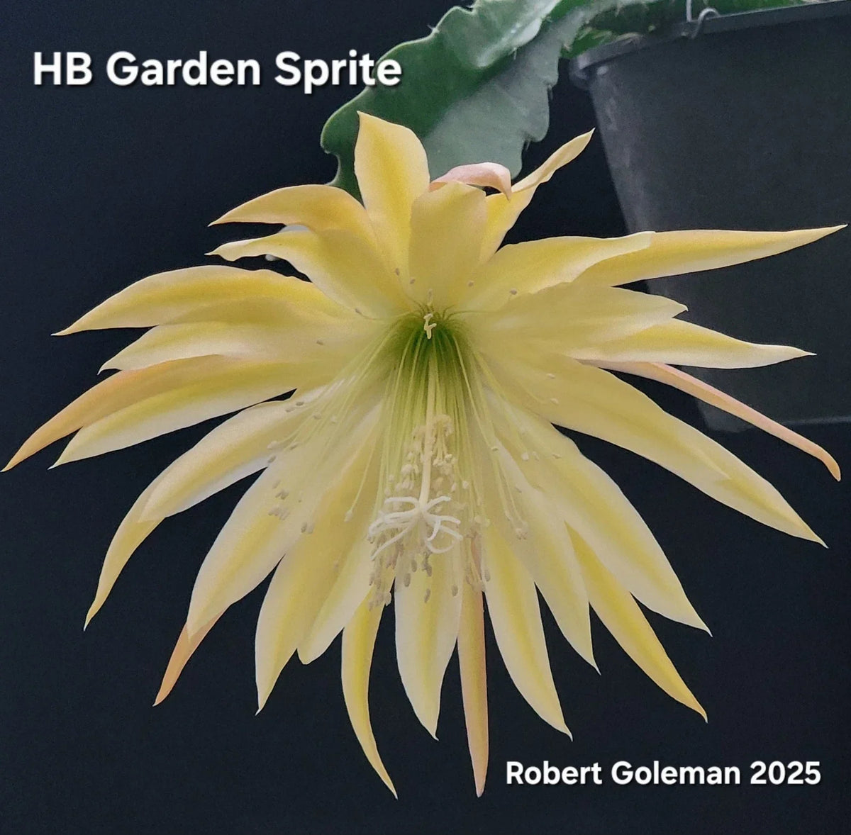 Epiphyllum 'HB Garden Sprite' Unrooted Cutting - Orchid Cactus - Tropical Houseplant - Climbing & Trailing Epiphyllum spp.