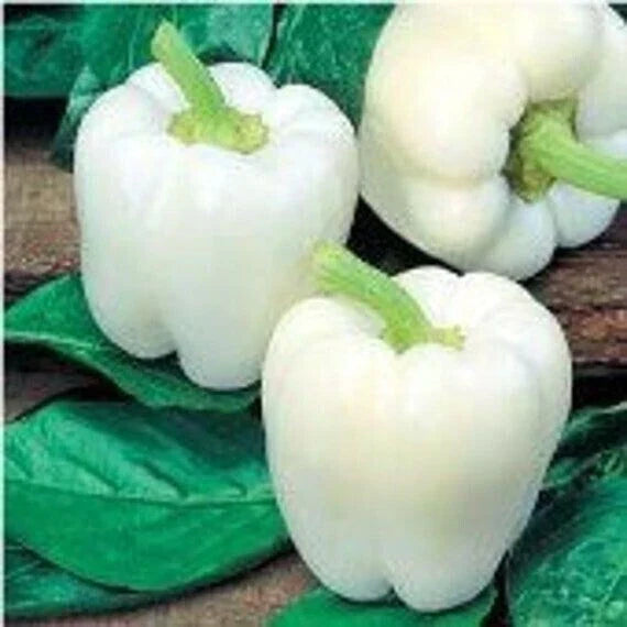 White Bell Pepper Seeds - Heirloom Organic Non-GMO Capsicum annuum, 30+ Seeds, Rare Variety for Home Gardening