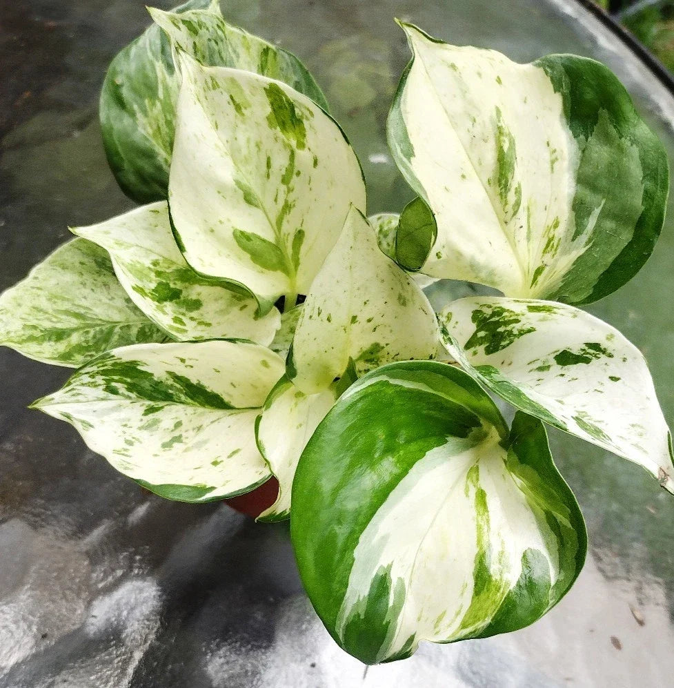 Manjula Pothos Plant - Fully Rooted Indoor Houseplant - Variegated Epipremnum aureum for Home Decor